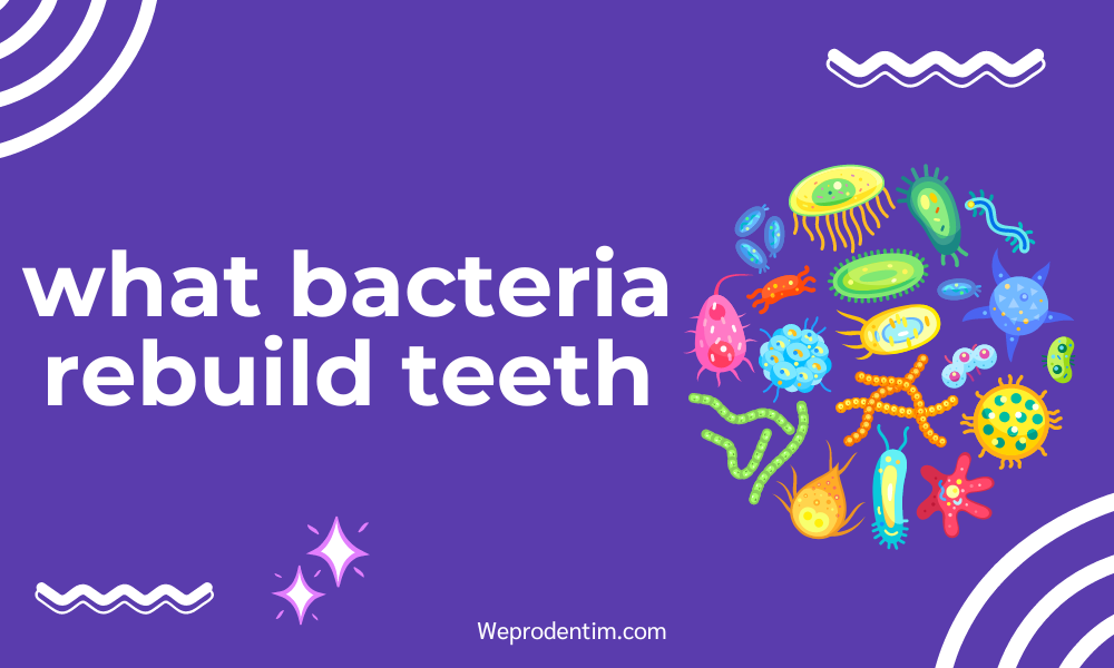 what bacteria rebuild teeth